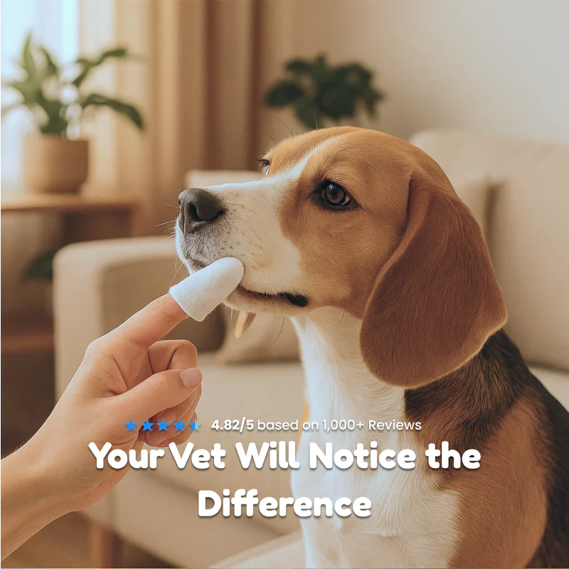 ODALIT™ Pet Dental Wipes (50 Count) — Stop Bad Breath & Protect Your Pet’s Smile in 30 Seconds