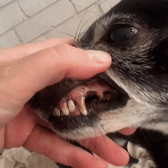 ODALIT™ Pet Dental Wipes (50 Count) — Stop Bad Breath & Protect Your Pet’s Smile in 30 Seconds